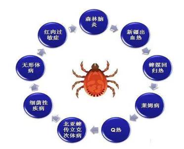 蜱传疾病