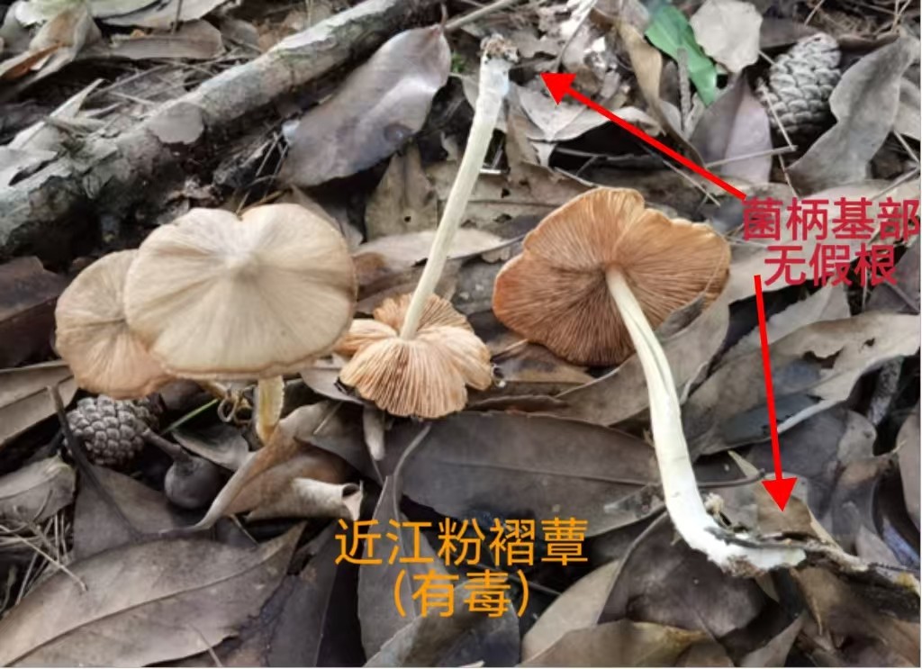 1760938594782963.jpg 1760938594782963.jpg