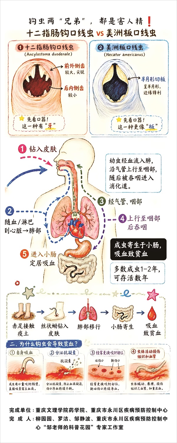 1786697251640958.jpg 14-钩虫两兄弟,都是害人精!.jpg